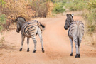 Plains Zebra