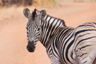 Plains Zebra