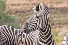 Plains Zebra