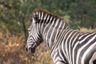 Plains Zebra