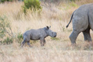 White Rhino