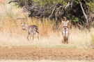 Africa_Safari_2009_120_3737