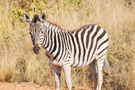 Plains Zebra