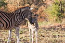 Plains Zebra