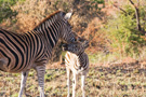 Plains Zebra