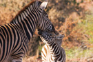 Plains Zebra