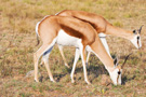 Springbok