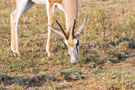 Springbok