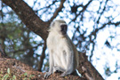 Vervet Monkey