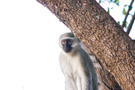 Vervet Monkey