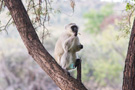 Vervet Monkey