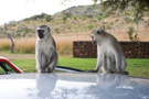 Vervet Monkey