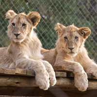 South Africa: Lion Park