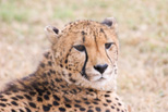 Cheetah, my favorite animal