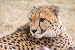 Cheetah, my favorite animal