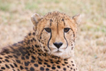 Cheetah, my favorite animal