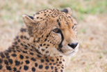 Cheetah, my favorite animal