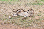 Cheetah, my favorite animal
