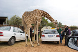 Friendly Girrafe