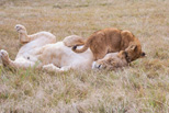 Lion Camp