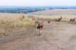 Lion Park