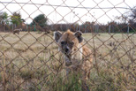 Hyena Camp