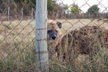 Hyena Camp