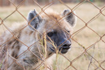 Hyena Camp