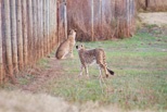 Cheetah Camp