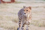 Cheetah Camp