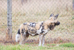 African Wild Dog