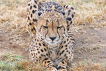 Cheetah