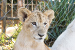 Cub World