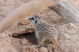 Meerkat