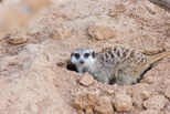 Meerkat