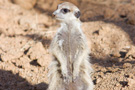 Meerkat