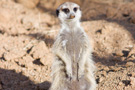 Meerkat