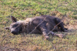 Hyena