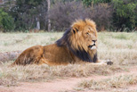 Lion Camp