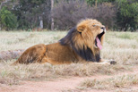 Lion Camp