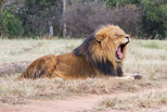 Lion Camp