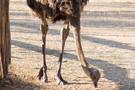 Ostrich