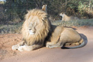 Lion Camp