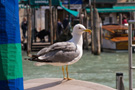 Venezia