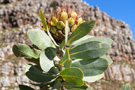 Platteklip Gorge ascent route to Table Mountain