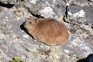 Table Mountain, Rock Hyrax