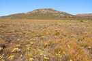 Cape Peninsula Flora