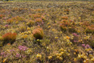 Cape Peninsula Flora
