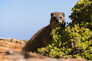 Cape Point, Rock Hyrax