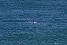 Whale playing in the water